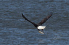 Eagles of Conowingo Fishing