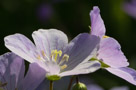 More of those spring flowers.