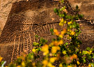 This is a crop of the previous image so you may be able to actually see what I am talking about.  
Again:    
These glyphs were located at a distance and behind some folage so no good angle was available for a photograph. The main character here is clearly not as symetrical and the previous ones.  It has a 'wing' on the right but only three long descending lines on the left.  Head treatment also appears to be unsymetrical.