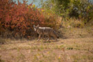 This coyote greeted me at the site.  Didn't seem to mind me. I got out of the car with my camera stuff and he stopped, looked the situation over and continued on his way. Apparently didn't think I was edible.