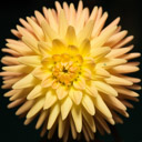 Dalias