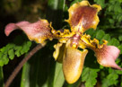 Orchids 