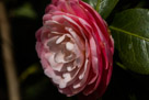 Spring Flowers 2020