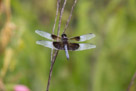 Dragon Flies