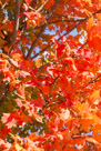 Fall Foliage 2016