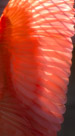 Feathers