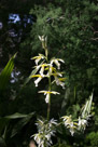 Longwood Gardens