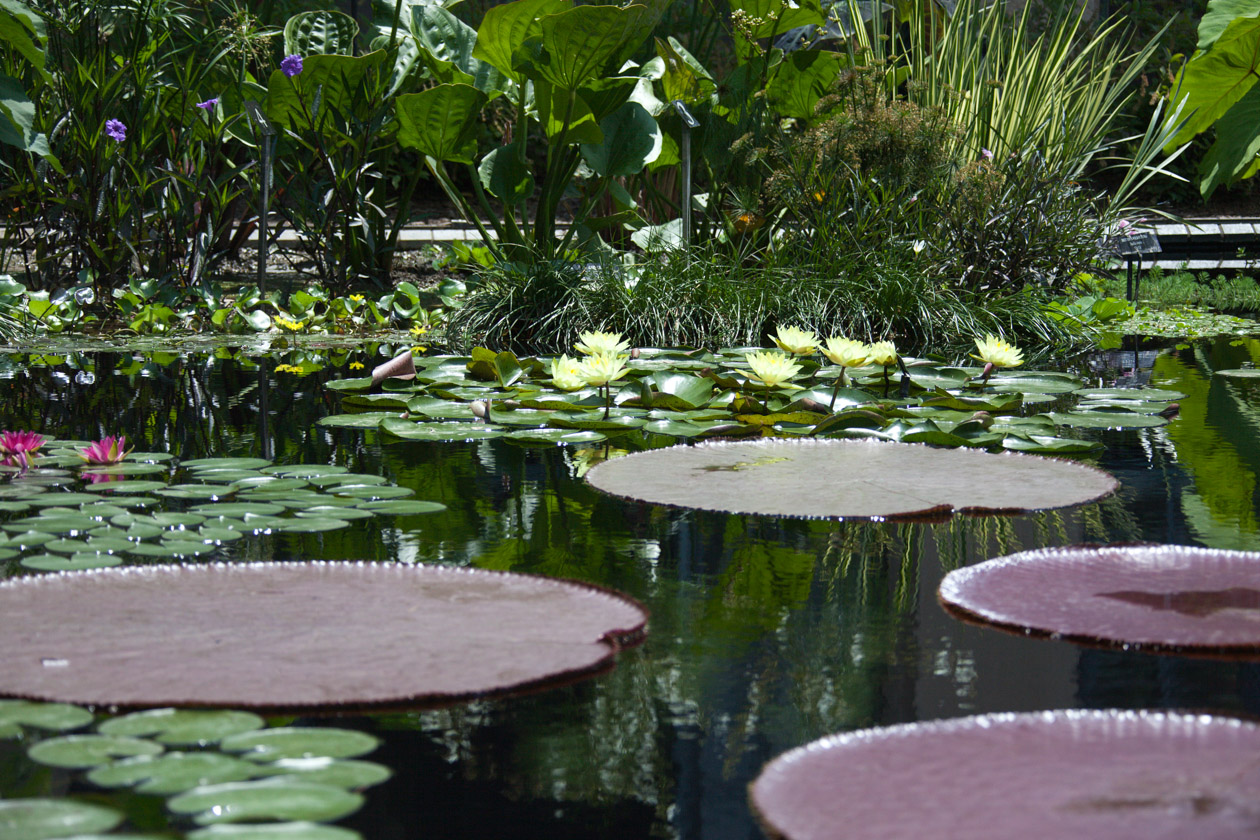 Water Lilies of Longwood Gardens - Water Lilies of Longwood Gardens