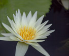 Water Lilies of Longwood Gardens