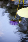 Water Lilies of Longwood Gardens