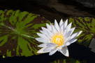 Water Lilies of Longwood Gardens - The Sequel