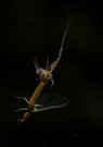 Mayfly Metamorphosis on my window