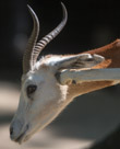 This is sort of a novel picture with the unexpected rear foot scratching an itch under the ear.  But it is interesting for another reason. Note the false lip under the real lip. What is that about??