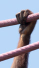 Orangutans