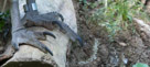 Ruppell's Vulture