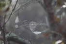Spider Webs
