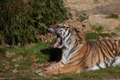 The Yawn