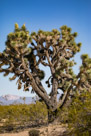 Barrel Cactus and Joshua Trees
