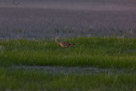 Bear River National Wildlife Refuge