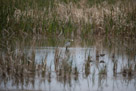 Fish Springs National Wildlife Refuge Utah