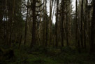 Hoh Rain Forest - Olympic Peninsula