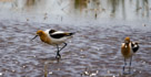Mating American Avocets