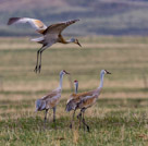 Sandhill Cranes outside Saratoga Wyoming